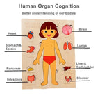 Human Body Wooden Puzzle for Kids