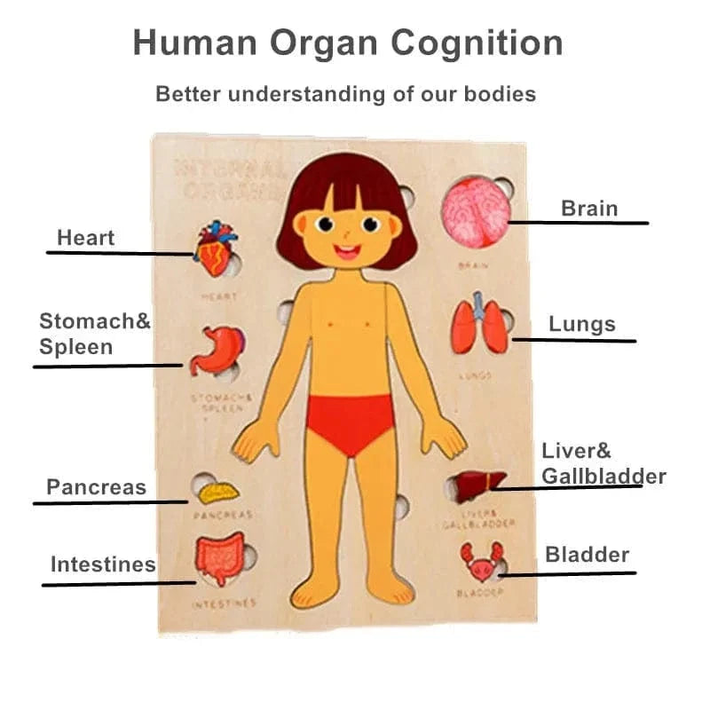 Human Body Wooden Puzzle for Kids