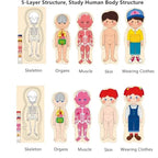 Human Body Wooden Puzzle for Kids