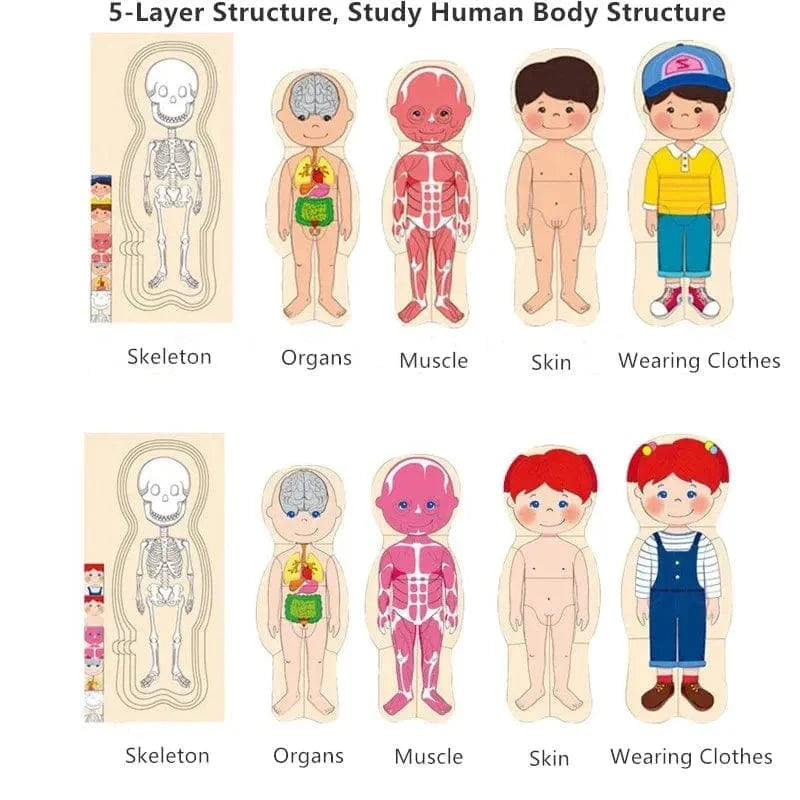 Human Body Wooden Puzzle for Kids