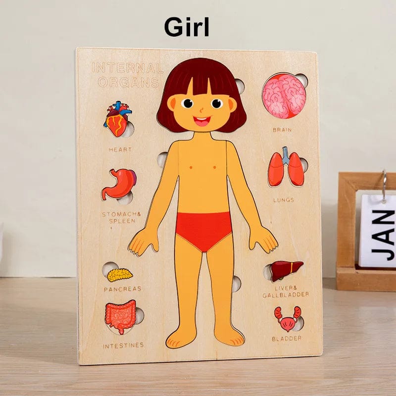 Human Body Wooden Puzzle for Kids